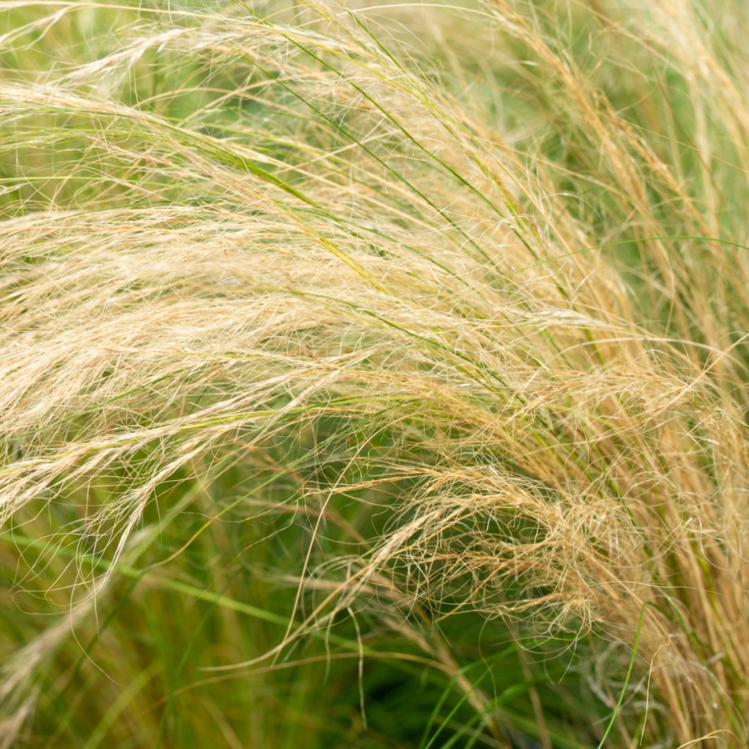 Grass: Nassella (Stipa) tenuissima &