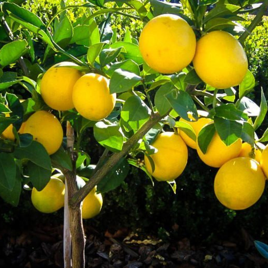 Meyer Lemon Tree