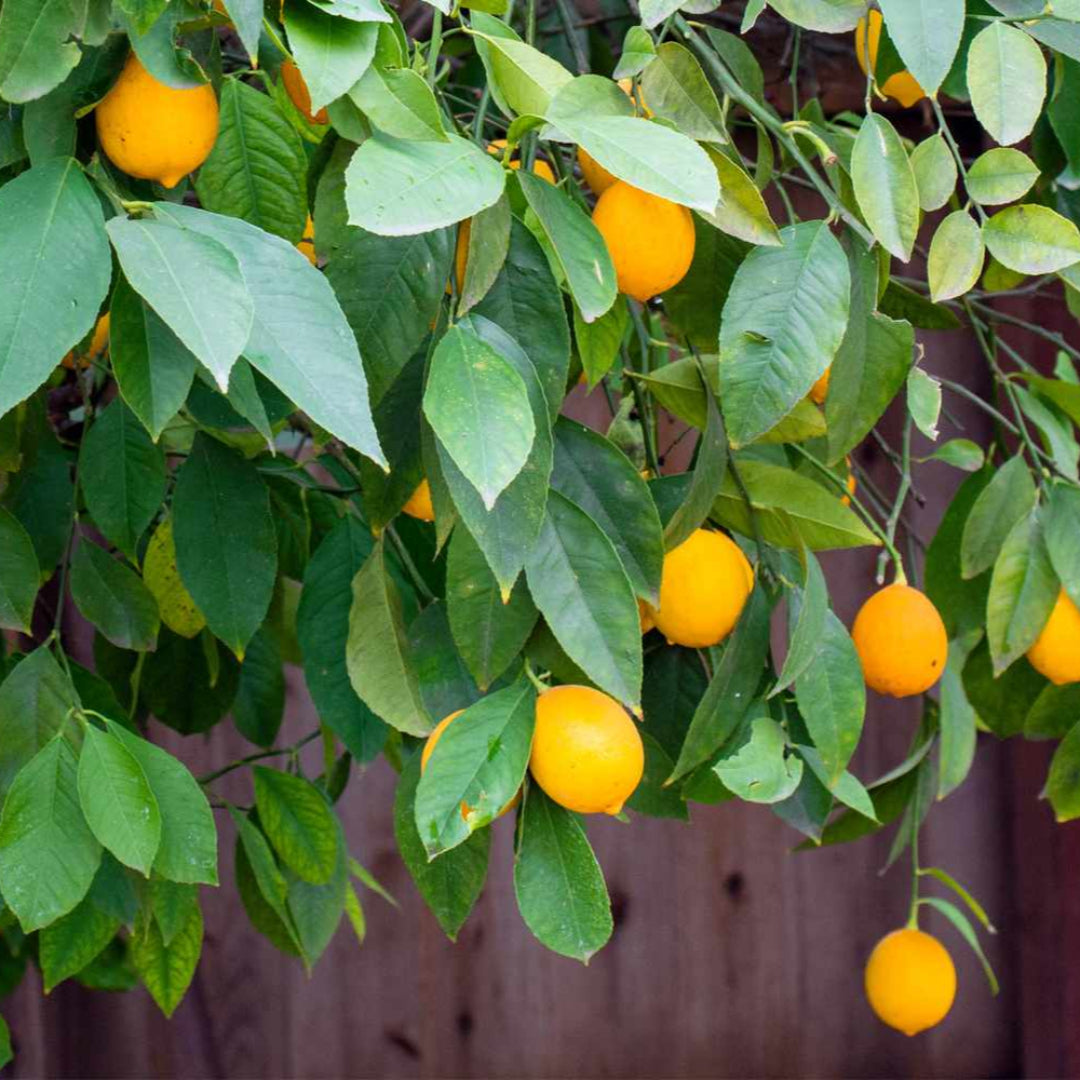 Meyer Lemon Tree