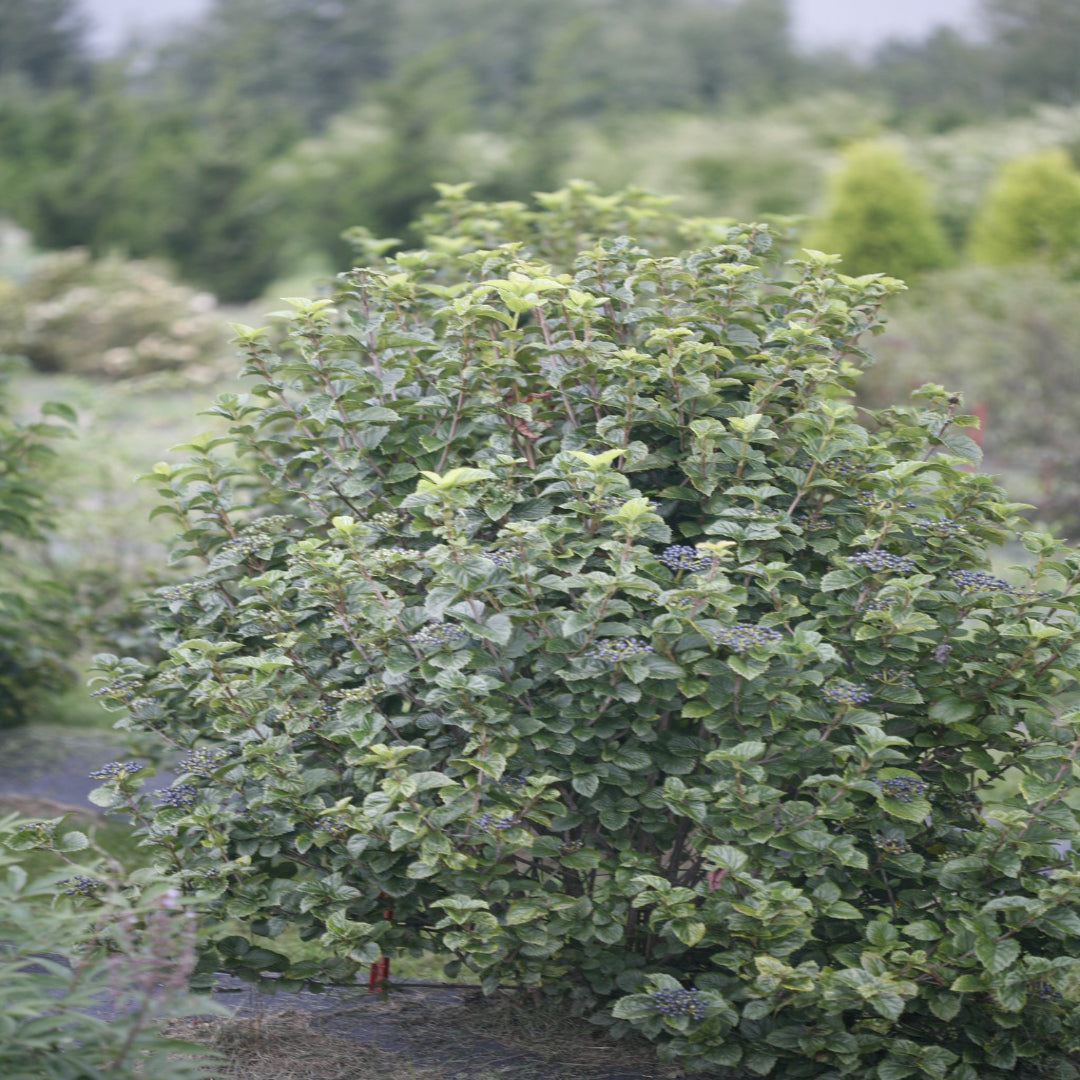 All That Glitters Arrowwood Viburnum Shrub