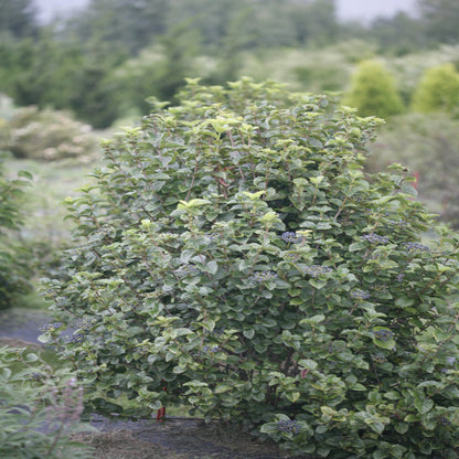 All That Glitters Arrowwood Viburnum Shrub