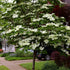 Kousa variety Milky Way Dogwood flowering detail
