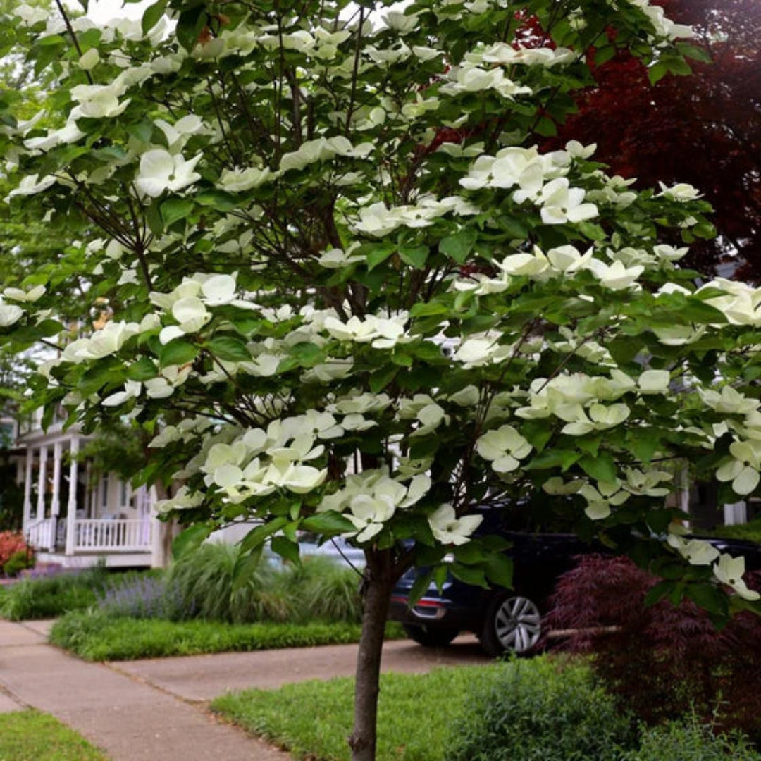 Dogwood Milky Way Tree