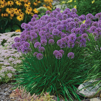 Allium 'Millenium' Ornamental Onion - [EG]