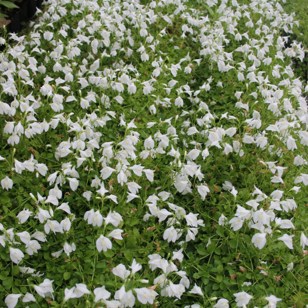 Mazus reptans &