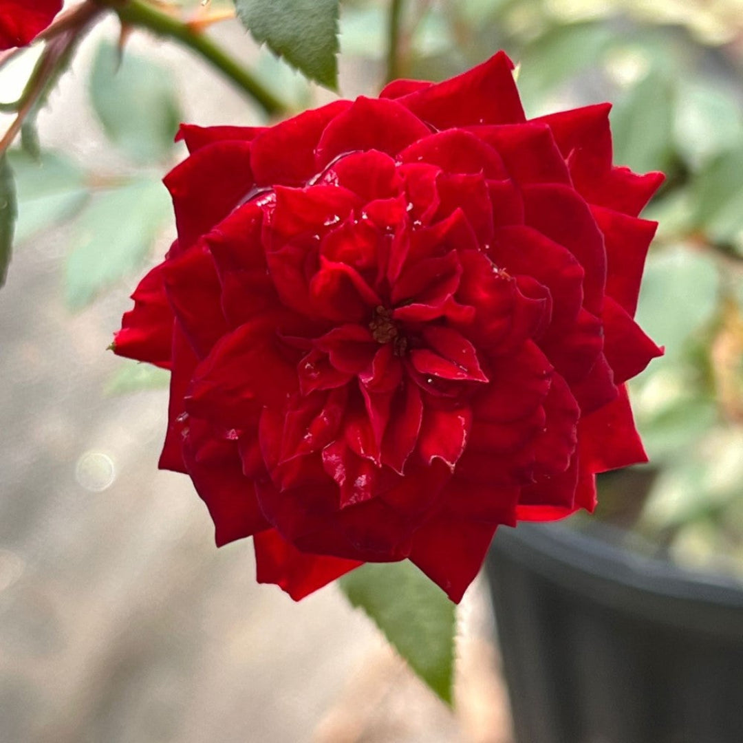 My Valentine Miniature Rose