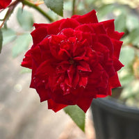 My Valentine Miniature Rose