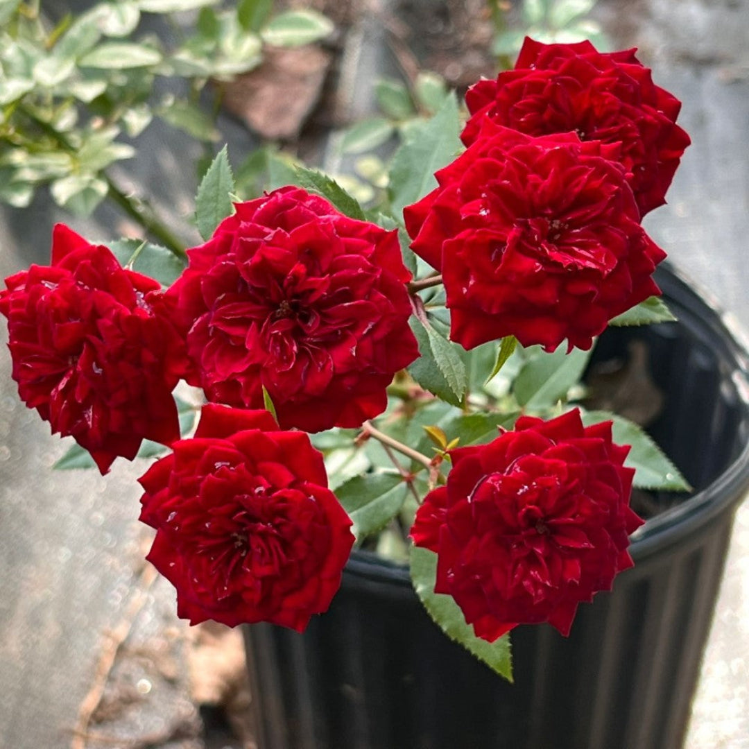 My Valentine Miniature Rose