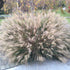 Miscanthus sinensis &