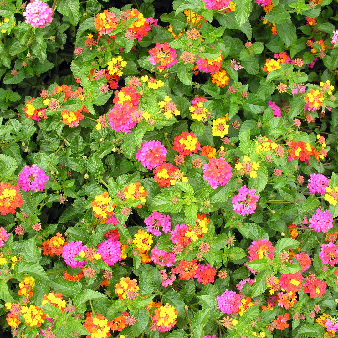 Lantana camara &