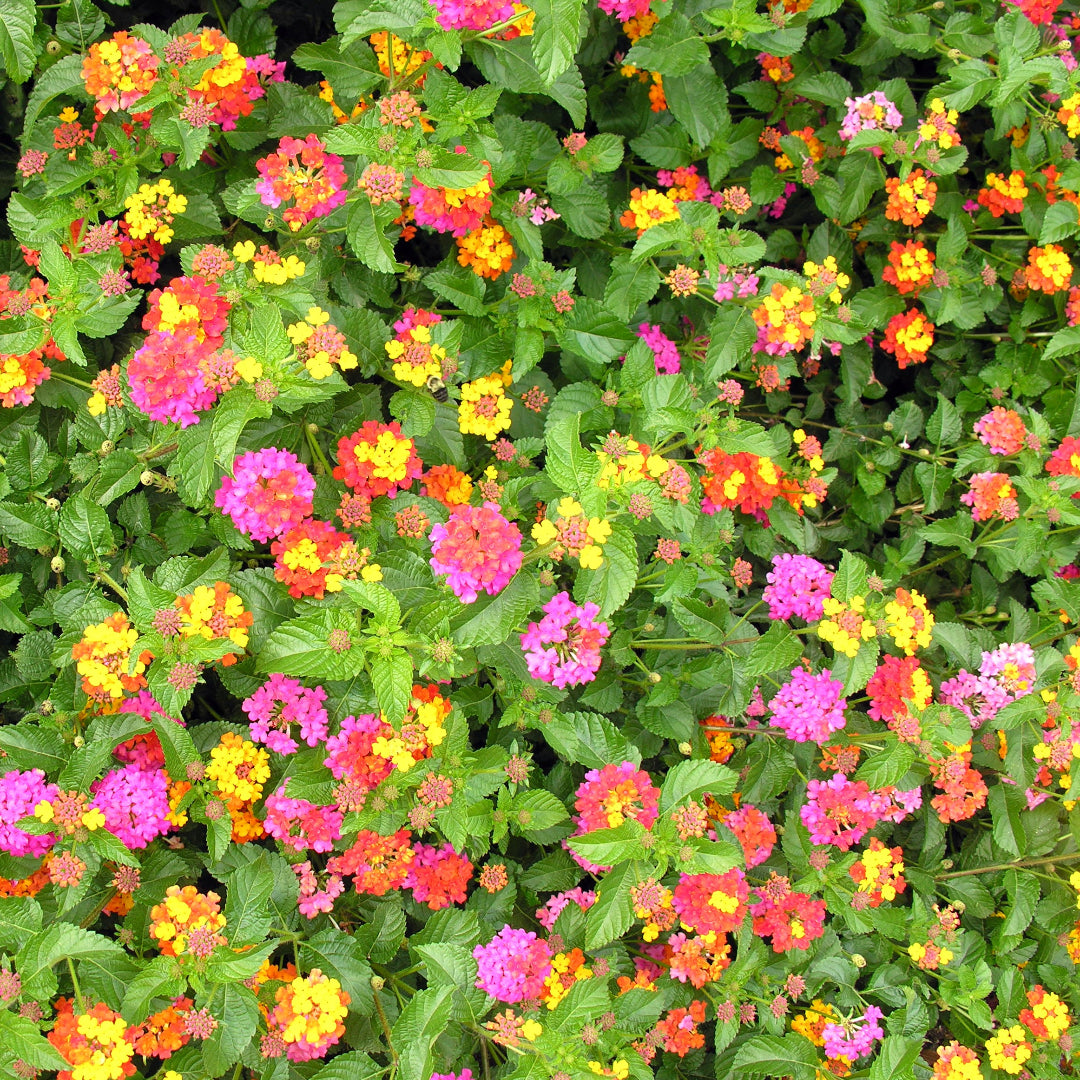 Mozelle Lantana