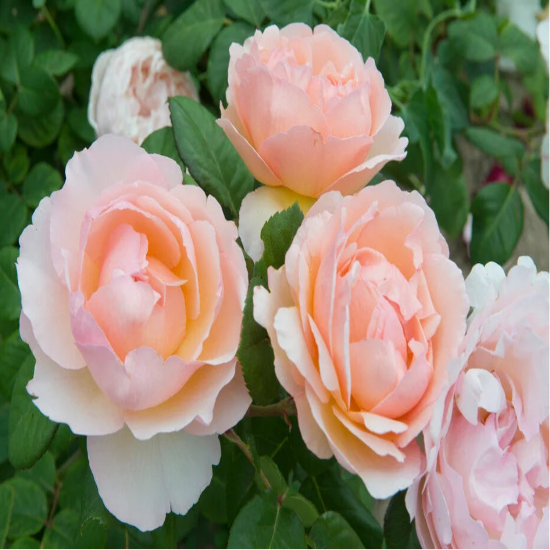 Rosa ‘Meidysouk’ Princesse Charlene de Monaco® Hybrid Tea Rose