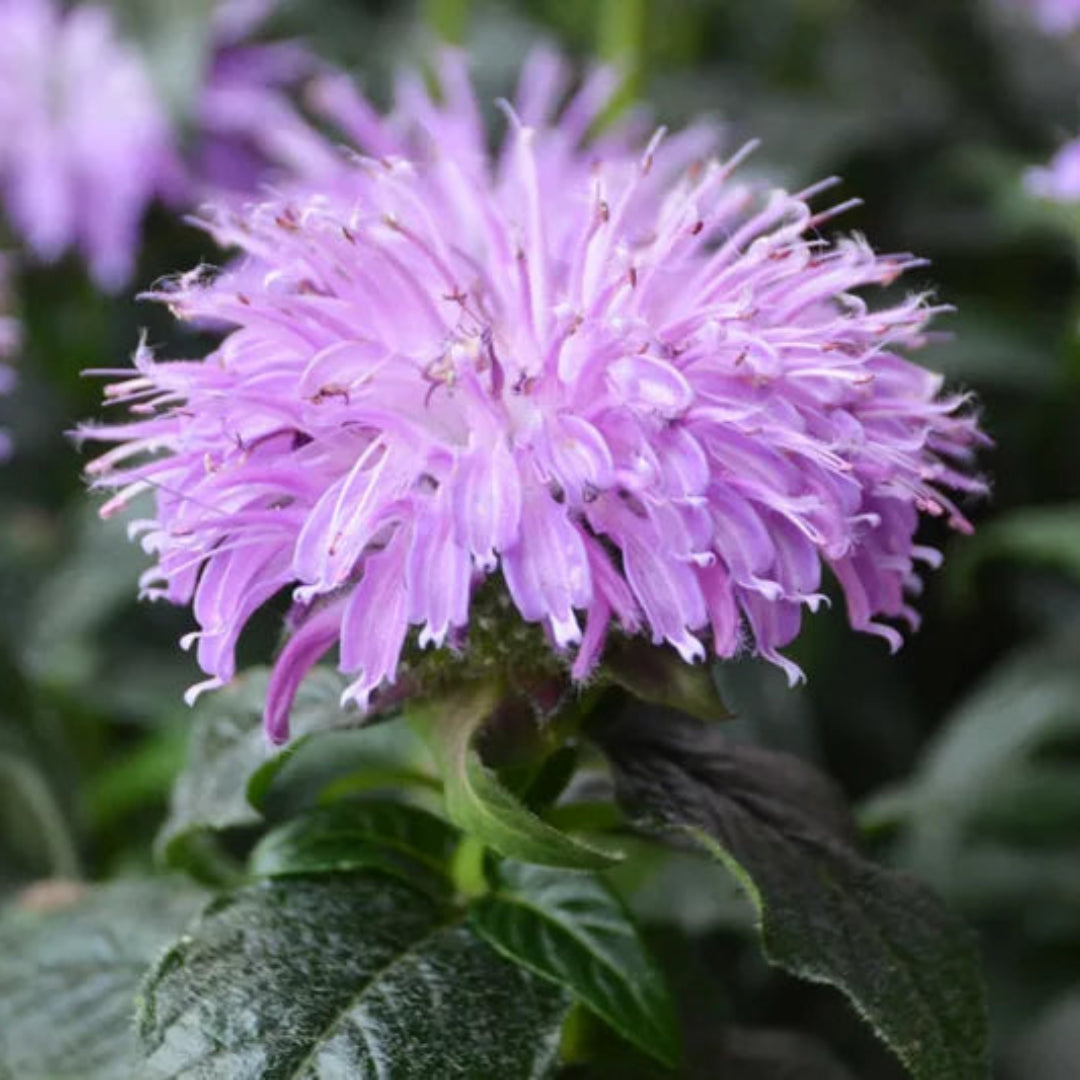 Monarda Sugar Buzz &