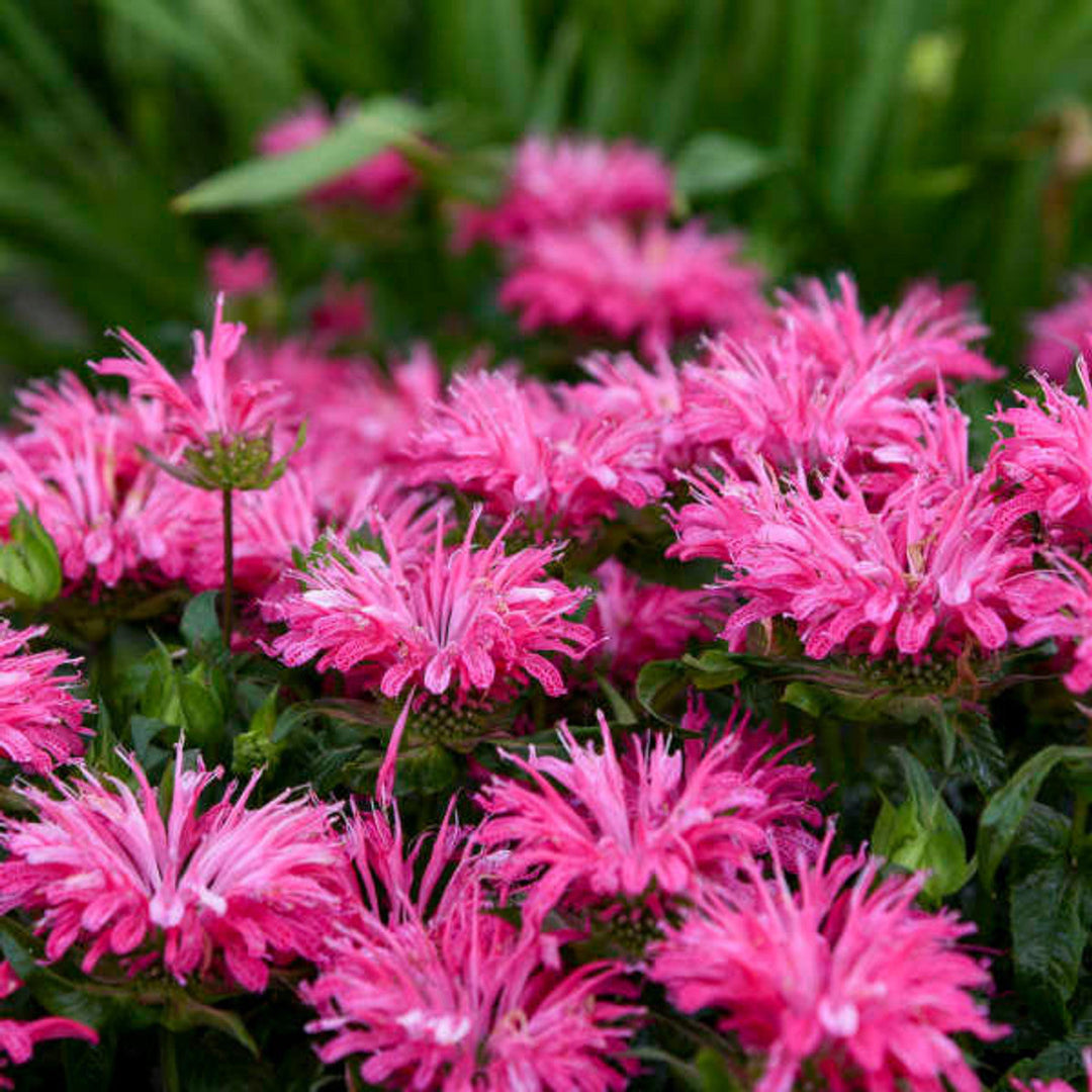 Monarda Sugar Buzz &