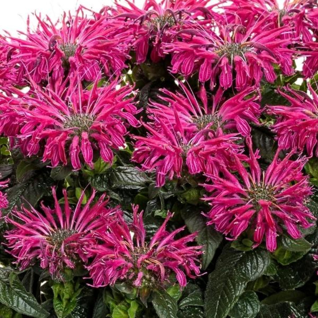 Monarda &