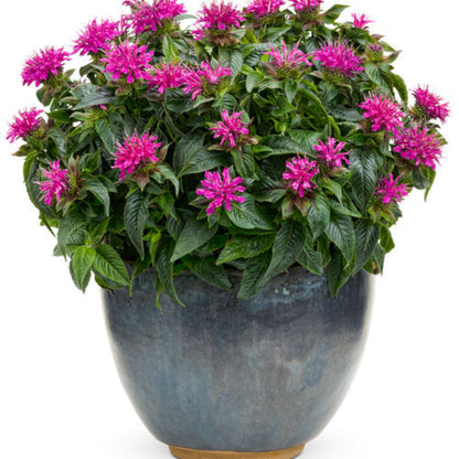 Monarda Didyma Pardon My Cerise Ppaf Bee Balm