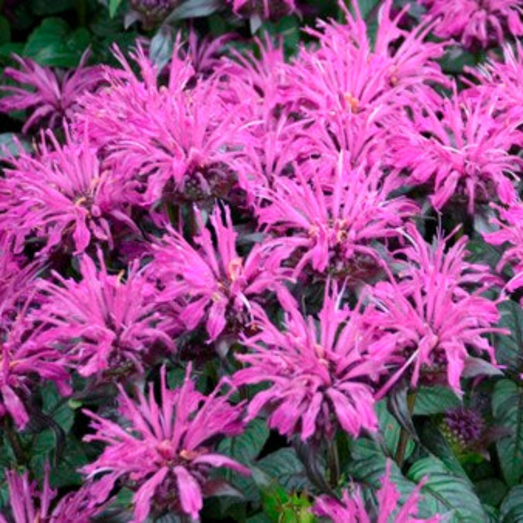 Monarda Sugar Buzz &