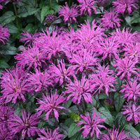 Monarda Sugar Buzz 'Rockin' Raspberry' - [EG]