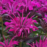 Monarda Sugar Buzz 'Rockin' Raspberry' - [EG]