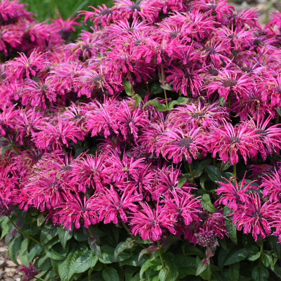 Monarda &