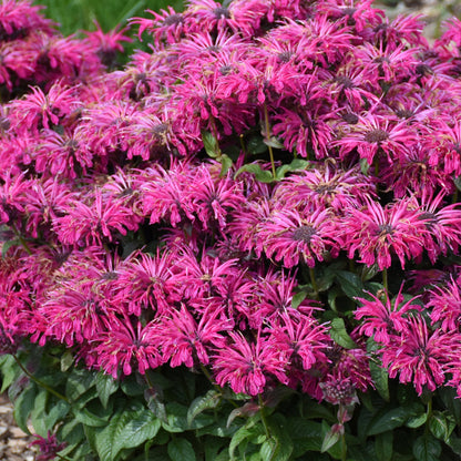 Monarda &