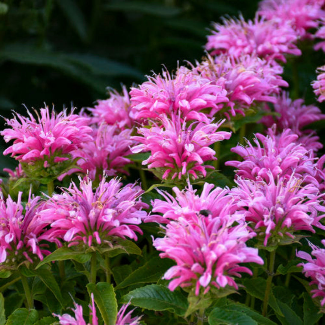 Monarda Didyma Pardon My Cerise Ppaf Bee Balm