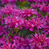 Monardia 'Pardon My Purple' Bee Balm