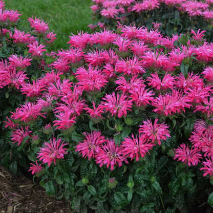 Monarda Sugar Buzz &