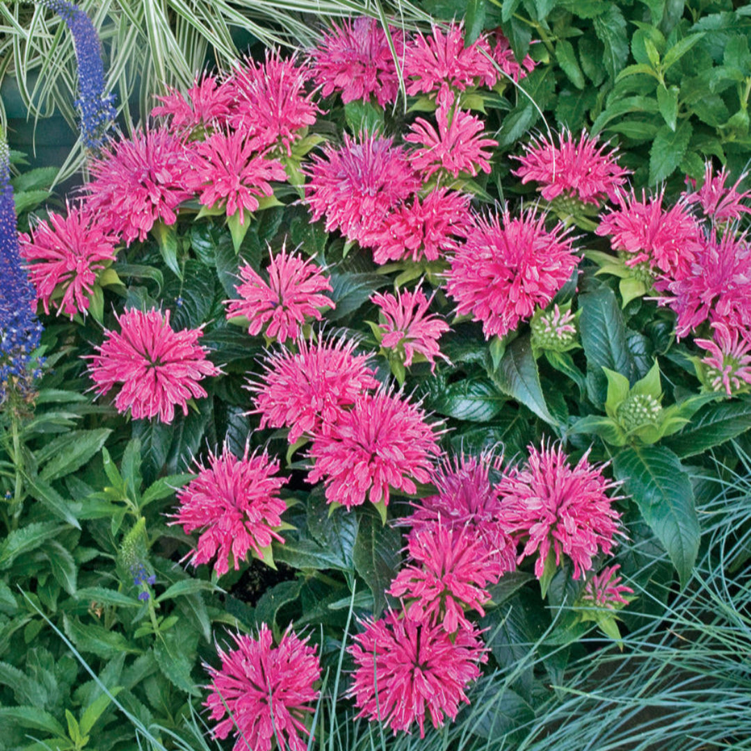 pardon my lavender plant Buy Monardia 'Pardon My Purple' Bee Balm Plants & Trees Online