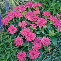 Monardia 'Pardon My Purple' Bee Balm