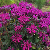 Monarda Sugar Buzz 'Rockin' Raspberry' - [EG]