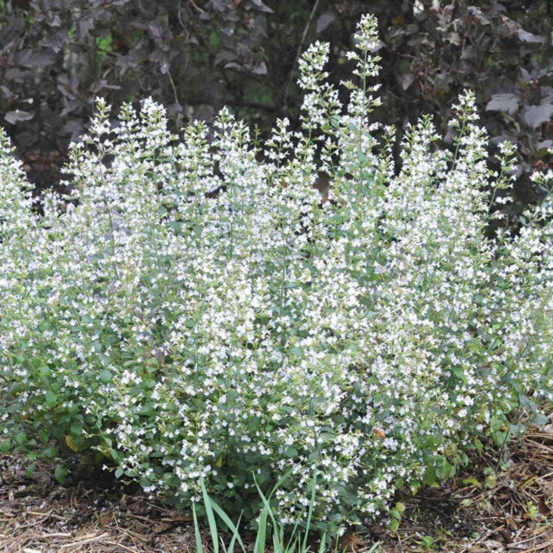 Calamintha nepeta