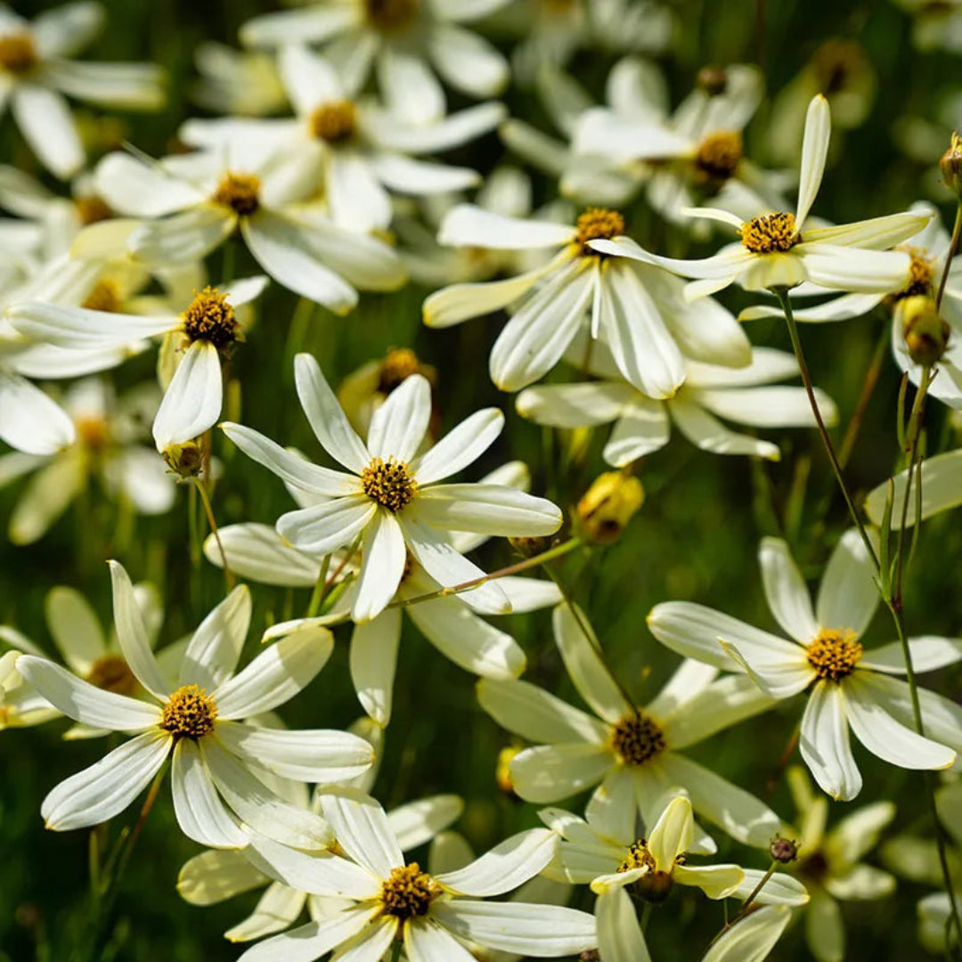 Moonbeam Coreopsis perennial with yellow flowers