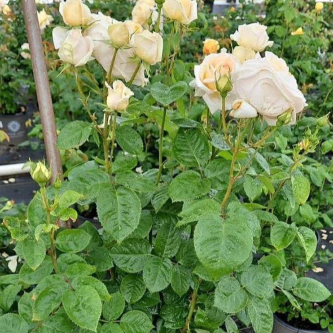 Moonlight Country Roses Moonlight Romantica Rose for Sale | Pixies Gardens
