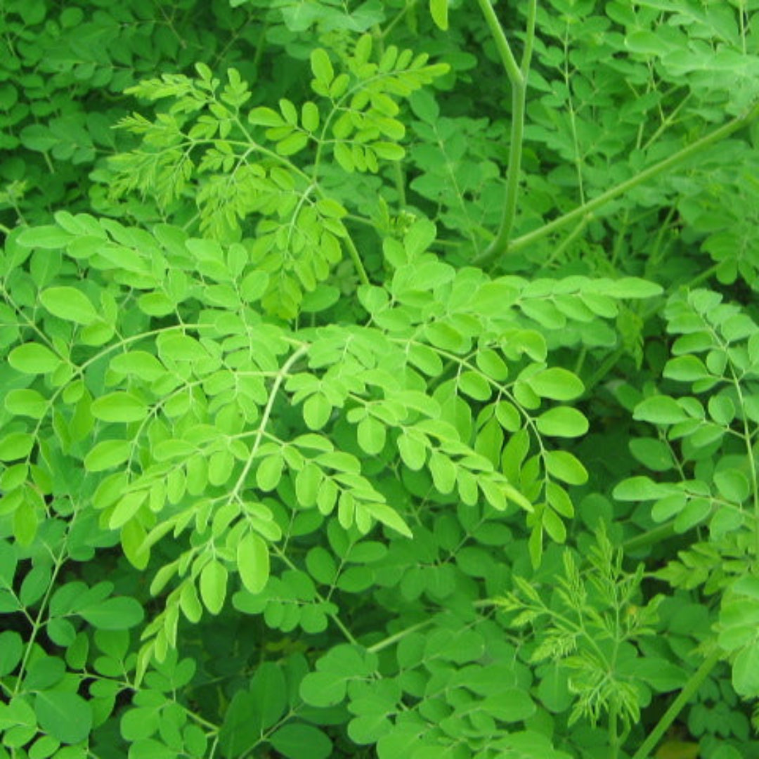 Drumstick Tree - Moringa Oleifera