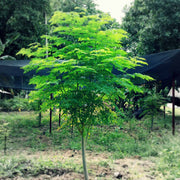 Drumstick Tree - Moringa Oleifera