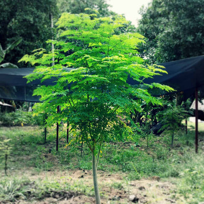 Drumstick Tree - Moringa Oleifera