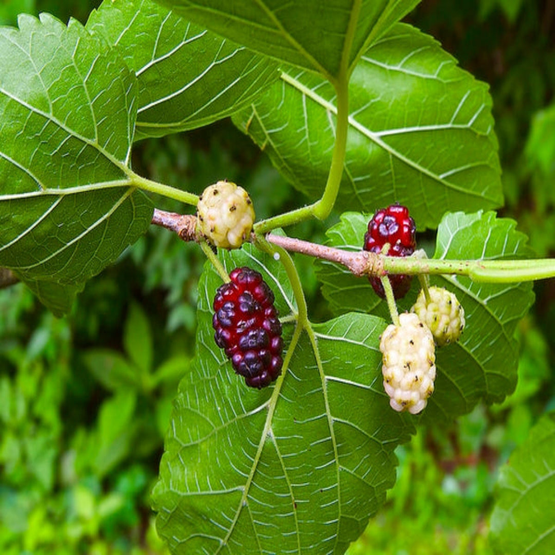 White Mulberry Tree (Morus alba) – Sweet Fruiting Mulberry for Outdoor Planting