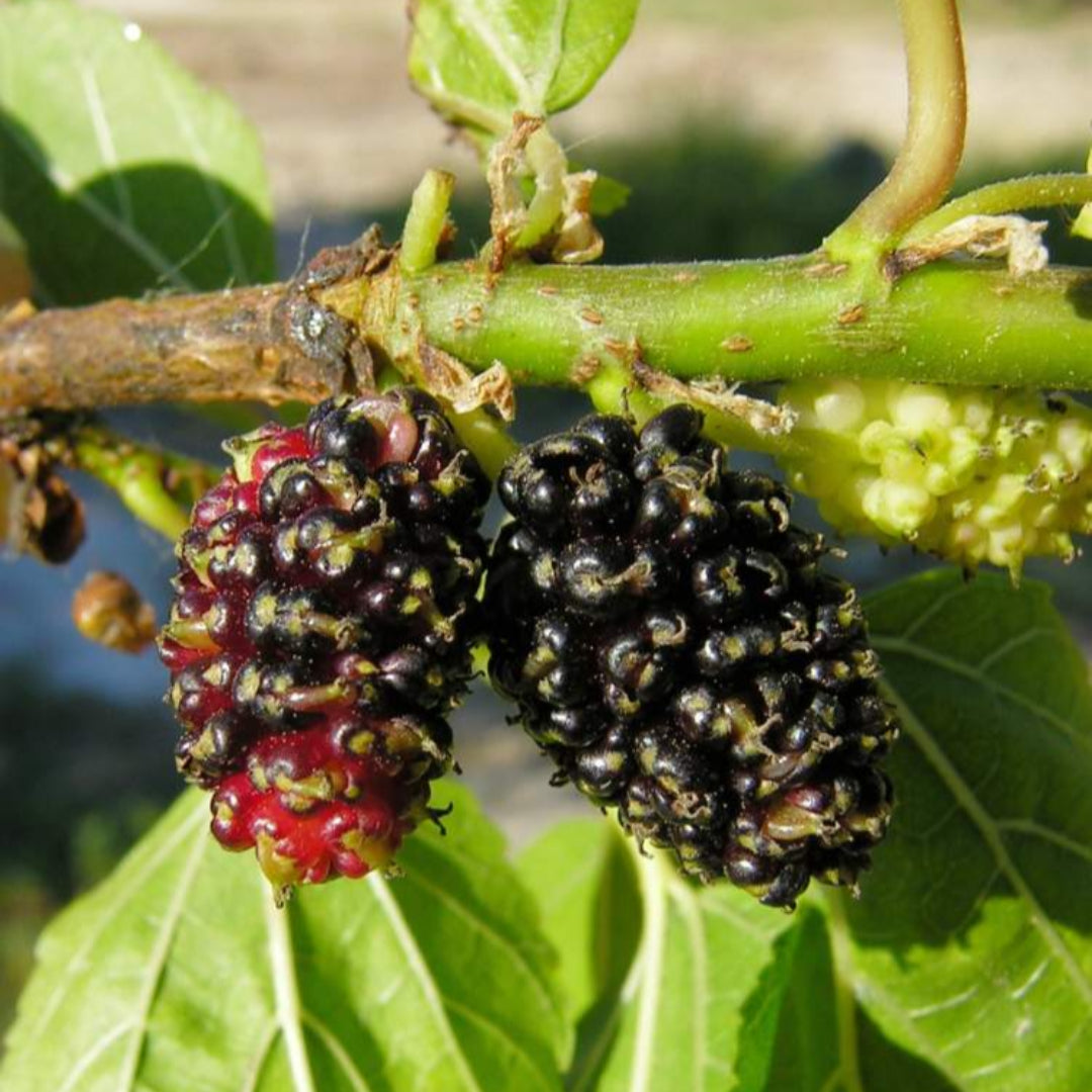 Persian Mulberry Tree