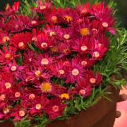 Aster Kickin Carmine Red