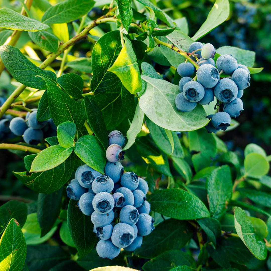 Downhome Harvest Hello Darlin Blueberry