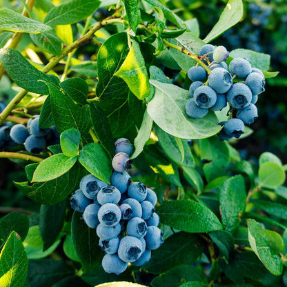 Downhome Harvest Hello Darlin Blueberry