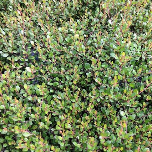 Muehlenbeckia &