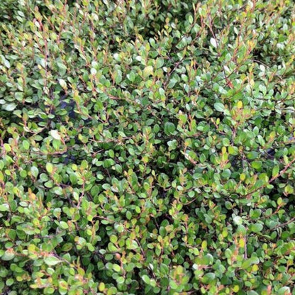 Muehlenbeckia &