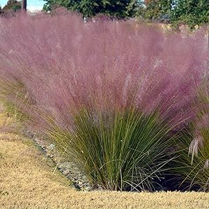 Purple Muhly Grass