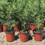 Murray Cypress Multipack/Liners