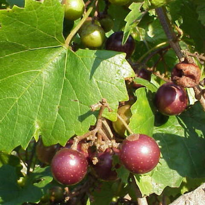 Georgia Red Muscadine