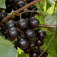 Alachua Muscadine Grape Shrub with dark purple muscadine grapes on the vine