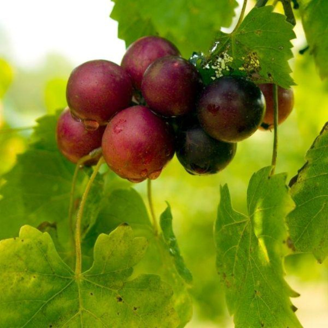 Doreen Muscadine Grape