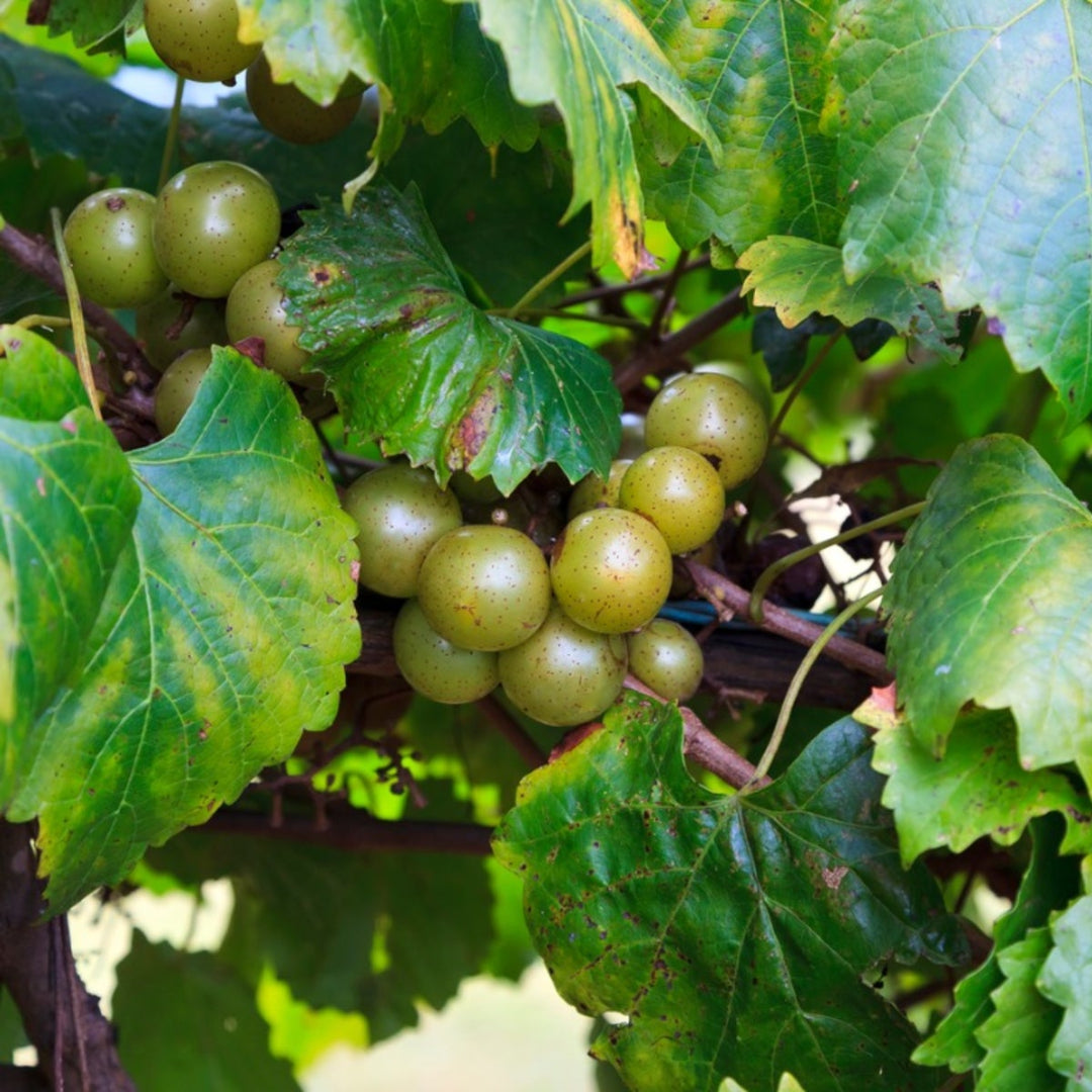 Jane Bell Muscadine Vine